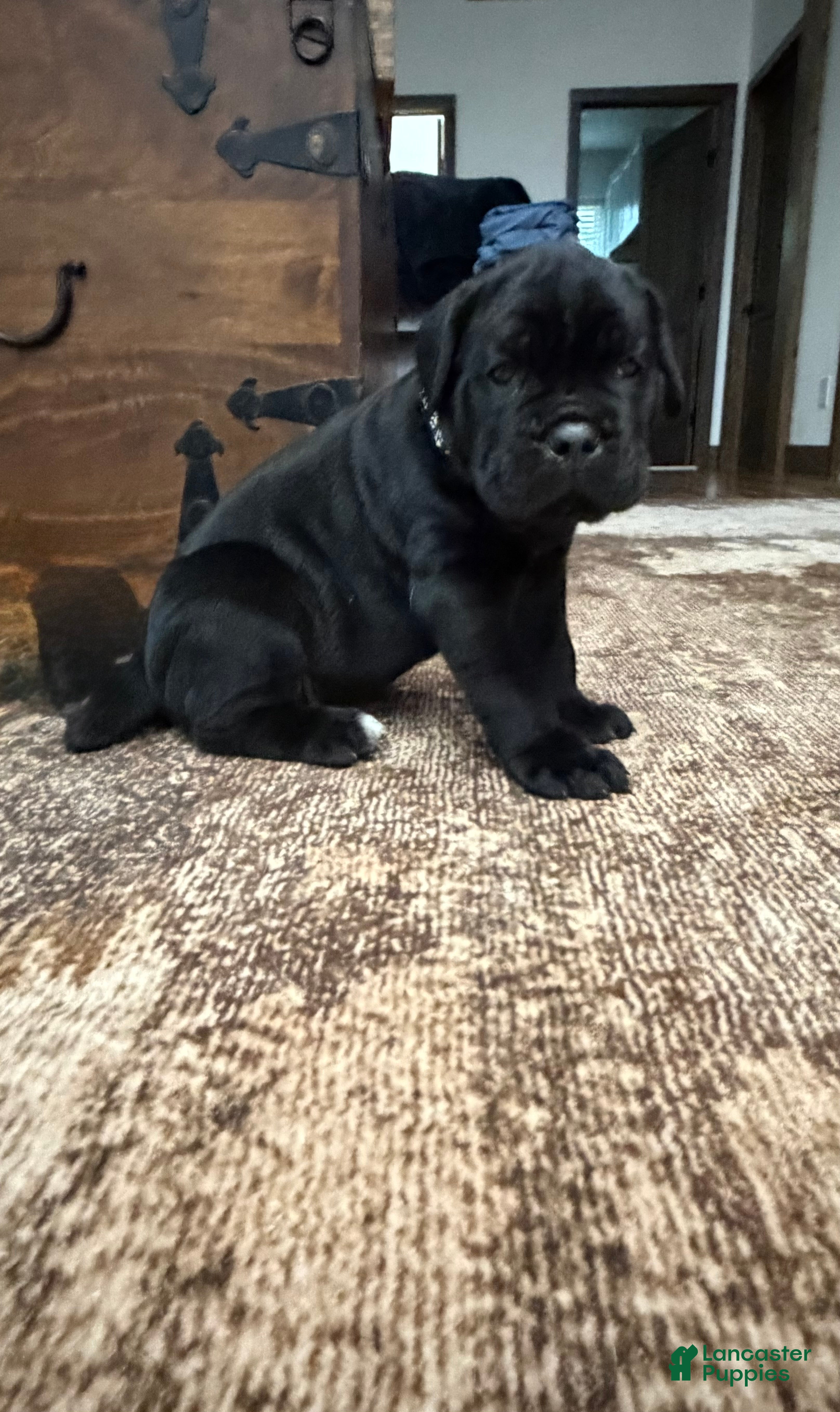 Cane Corso dogs Light Grey Collar - John  - Ad 1