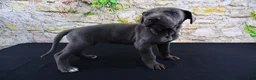 Great Dane dogs for sale: Blue - Ad 12
