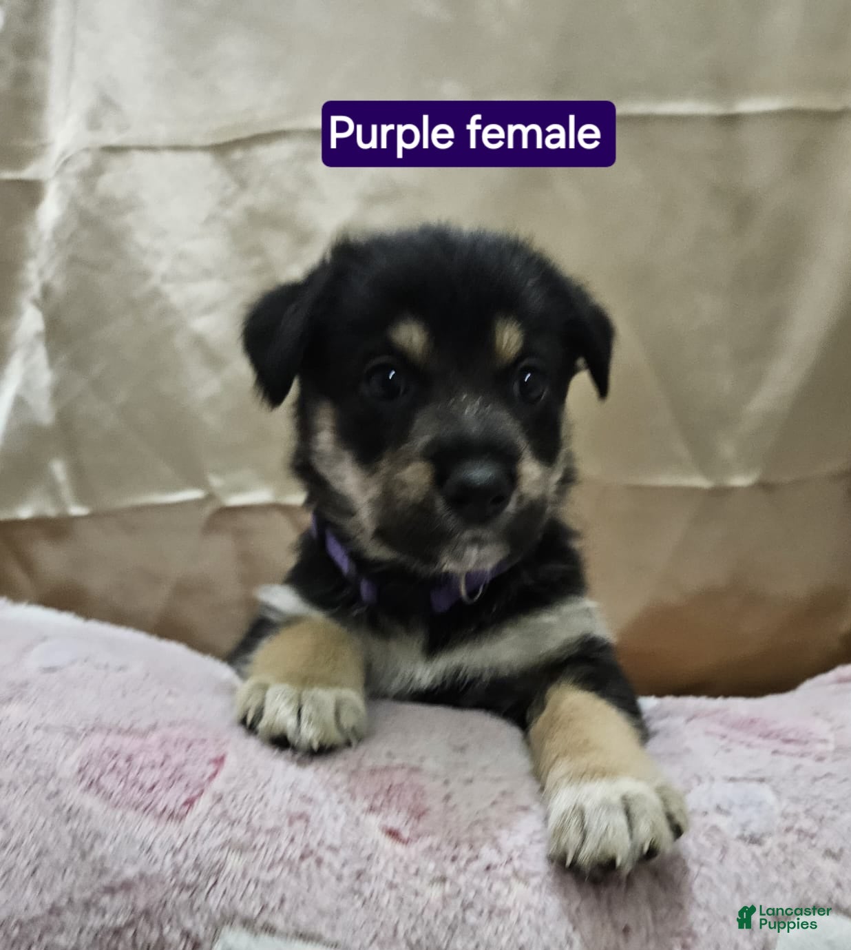 Mixed Breed dogs for sale:  Puppy 7 Purple - Ad 1