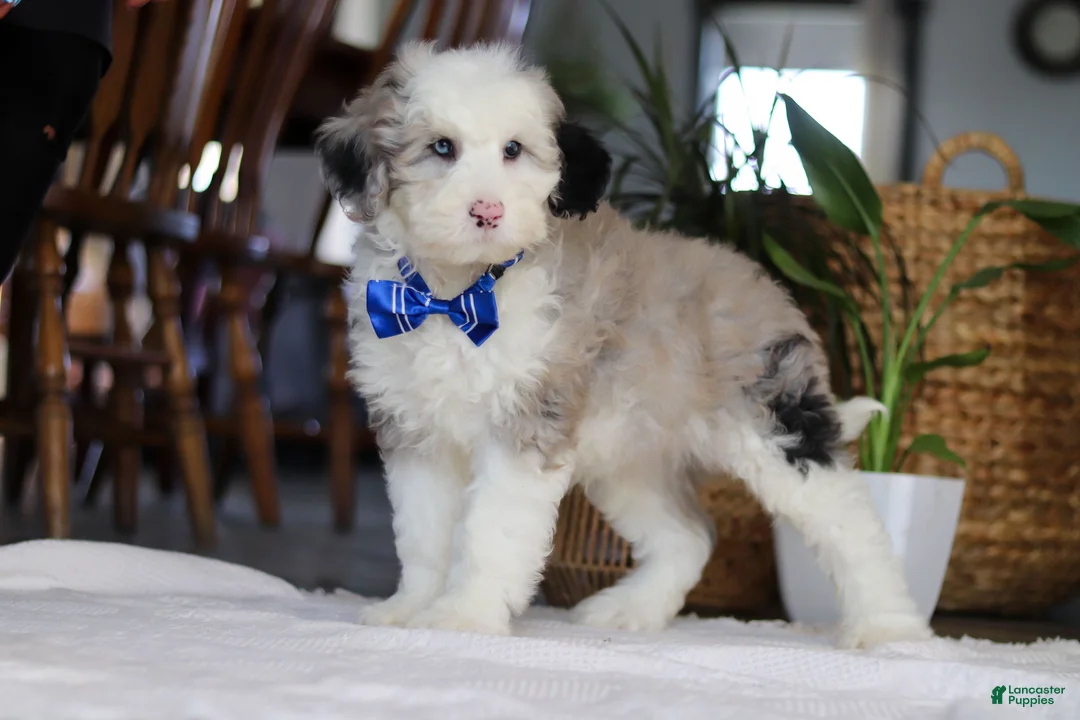 Sheepadoodle dogs for sale: Eggbert - Ad 2