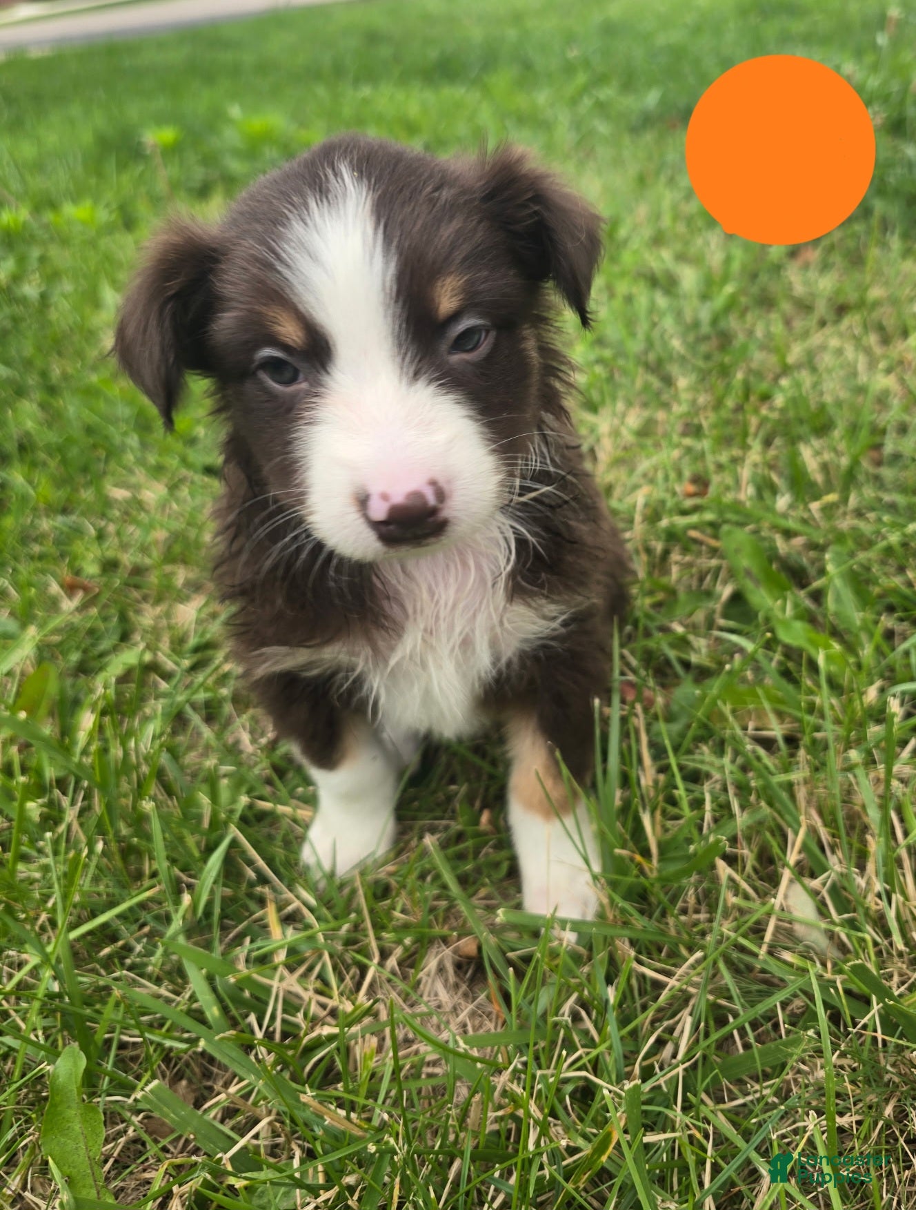 Australian Shepherd dogs Australian Shepherd Puppy Orange  - Ad 24
