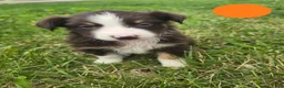 Australian Shepherd dogs for sale: Australian Shepherd Puppy Orange  - Ad 5