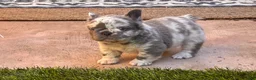 French Bulldog dogs for sale: French Bulldog 2 - Ad 6