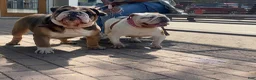 English Bulldog dogs for sale: English Bulldog Puppy 2 - Ad 32