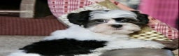 Shihpoo dogs for sale: Oliver - Ad 6