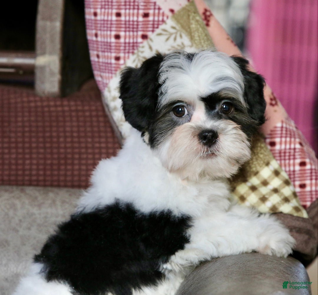 Shihpoo dogs for sale: Oliver - Ad 6