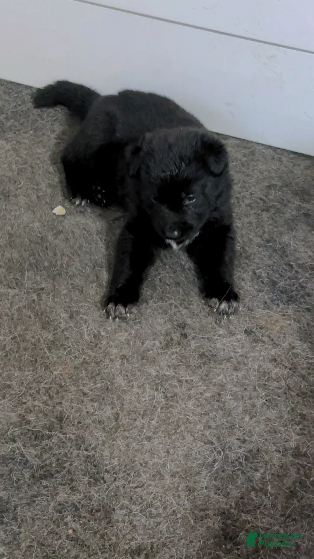 German Shepherd dogs for sale: Storm - Ad 5