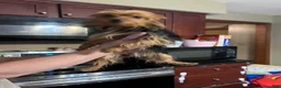 Yorkshire Terrier dogs for sale: Yorkshire Terrier Puppy 2 - Ad 7
