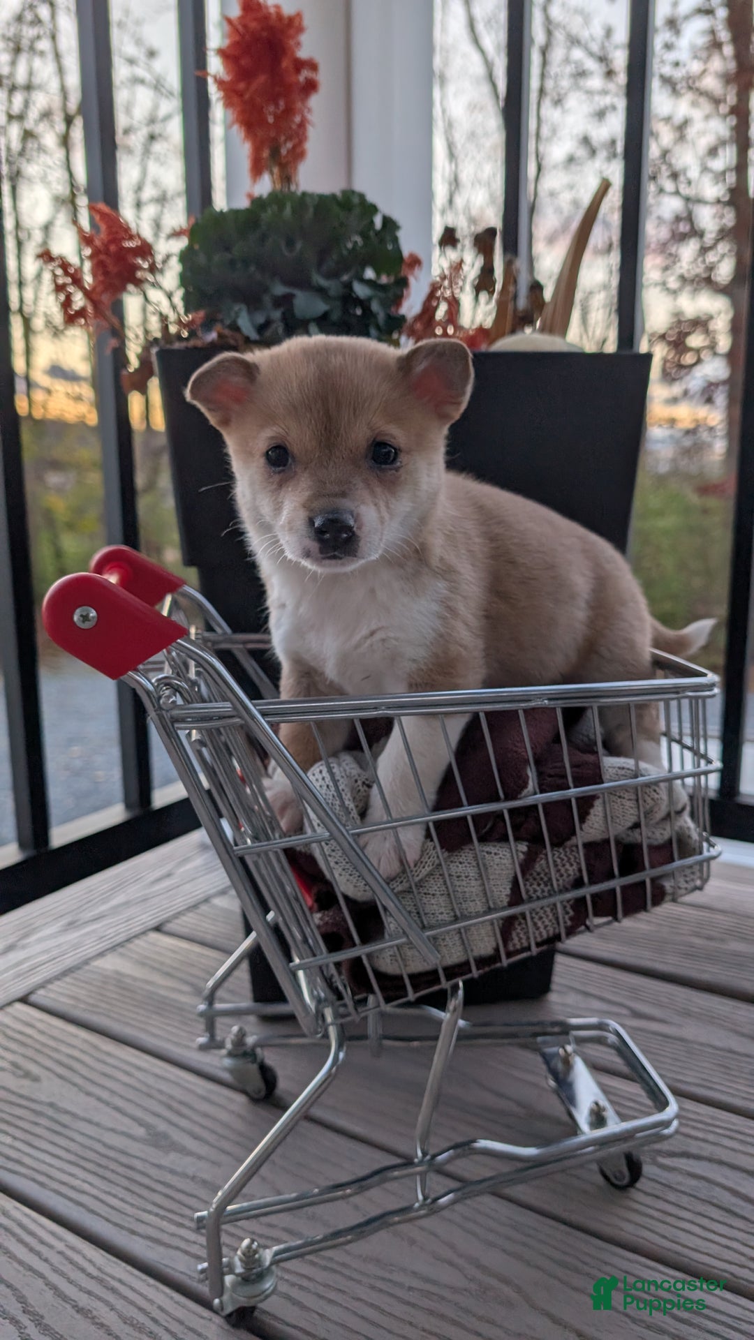 Mixed Breed dogs for sale: Donnie  - Ad 2