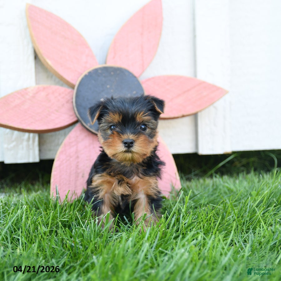 Yorkshire Terrier dogs Cody - Ad 2