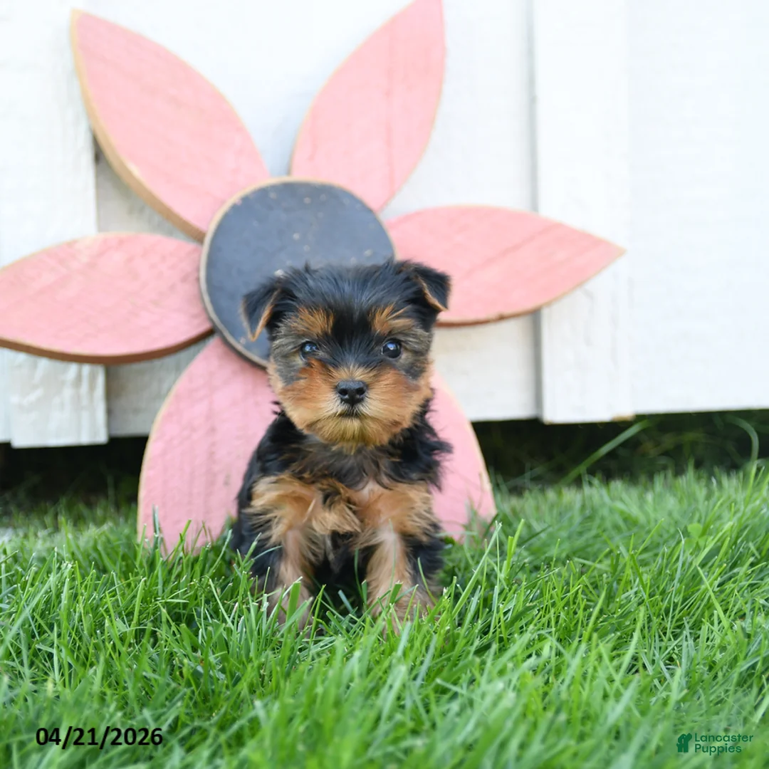 Yorkshire Terrier dogs for sale: Cody - Ad 2