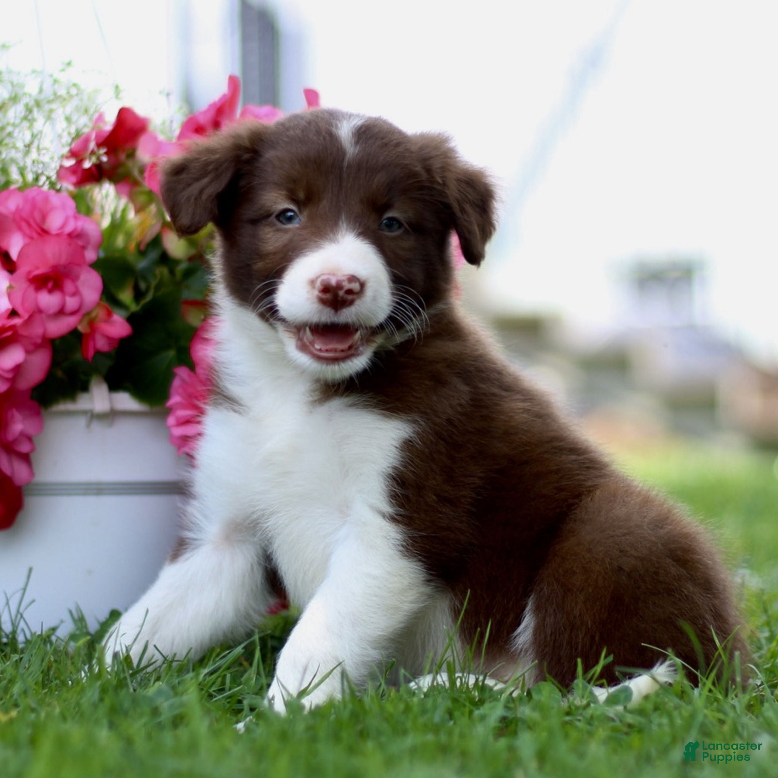 Border Collie dogs Bubbles  - Ad 2