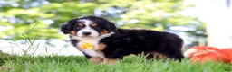 Mini Bernedoodle dogs for sale: Beetle Boy - Ad 5