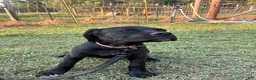 Cane Corso dogs for sale: Cane Corso Puppy 10 - Ad 14