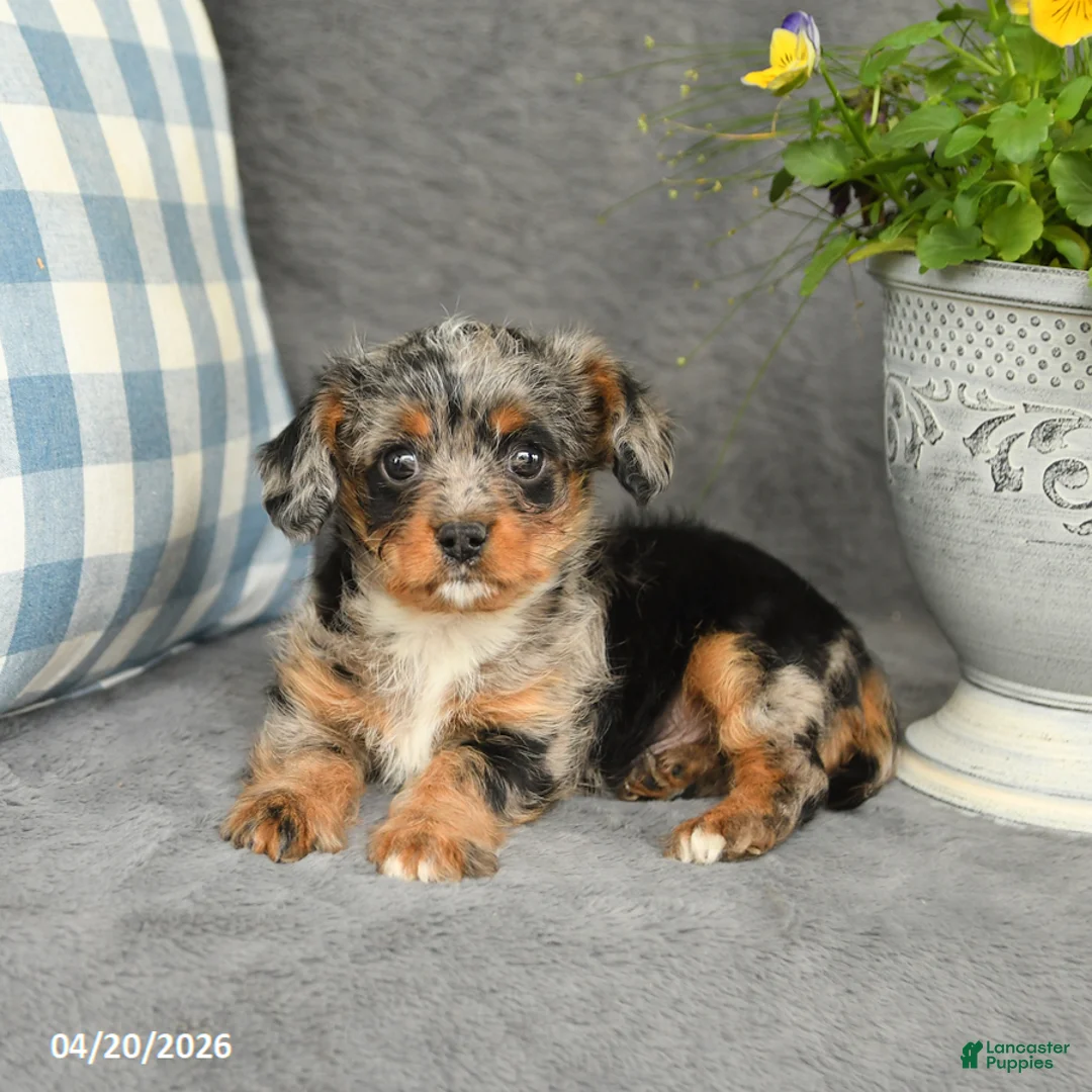 Mixed Breed dogs for sale: Lucky - Ad 3