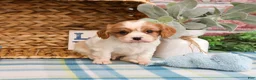 Cavalier King Charles Spaniel dogs for sale: Keanu  - Ad 5