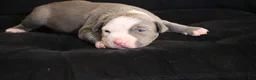 American Bully dogs for sale: King Kong - Ad 5
