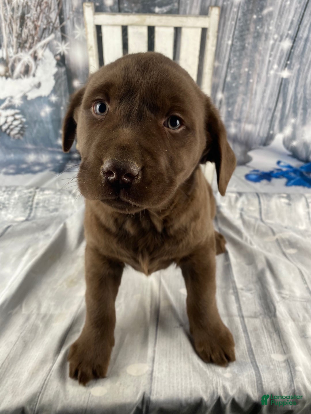 Labrador Retriever dogs for sale: Ace - Ad 3