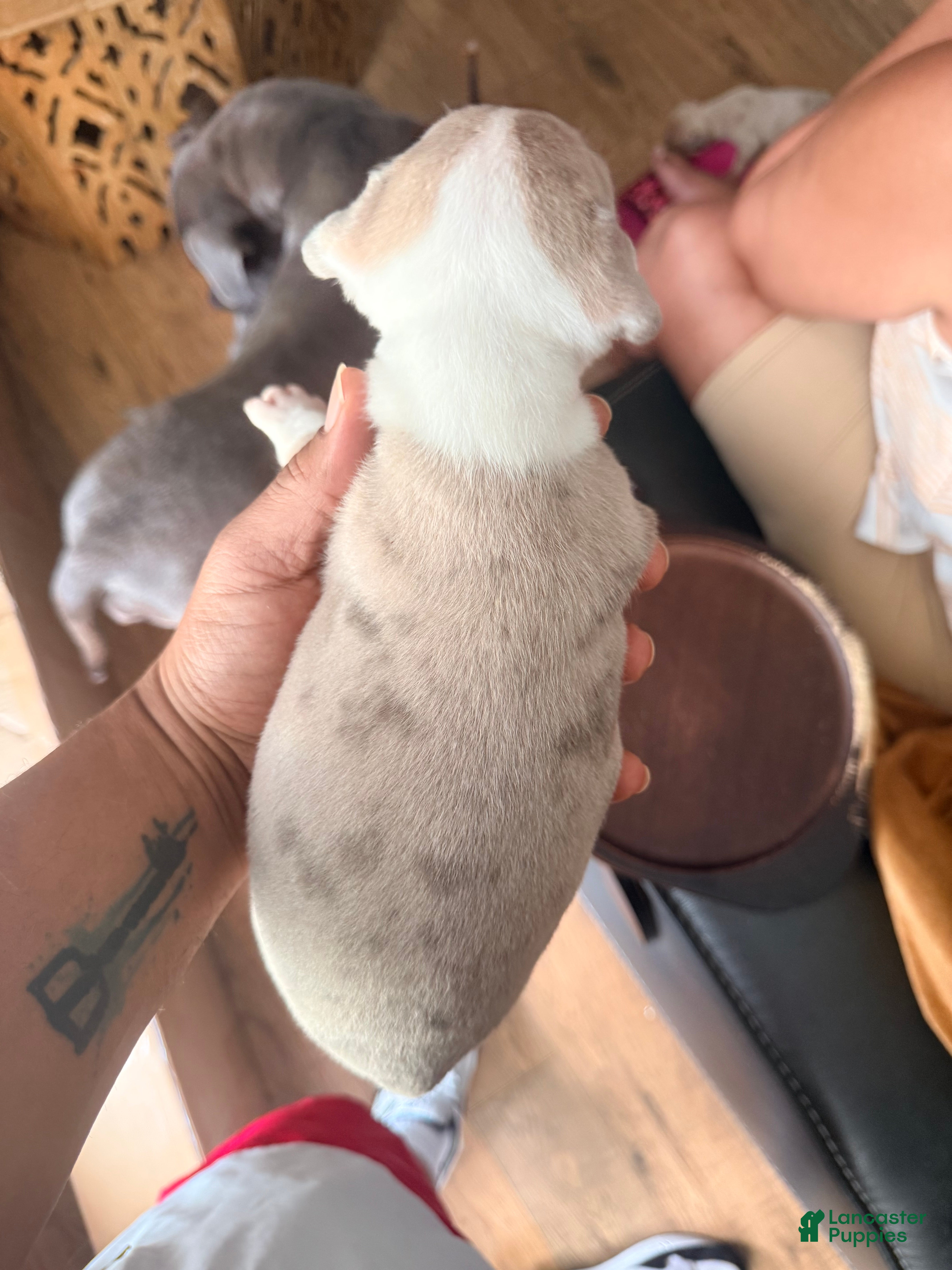 Mixed Breed dogs coco - Ad 2