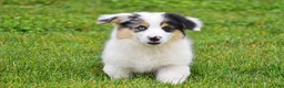Welsh Corgi Pembroke dogs for sale: Jacob - Ad 3