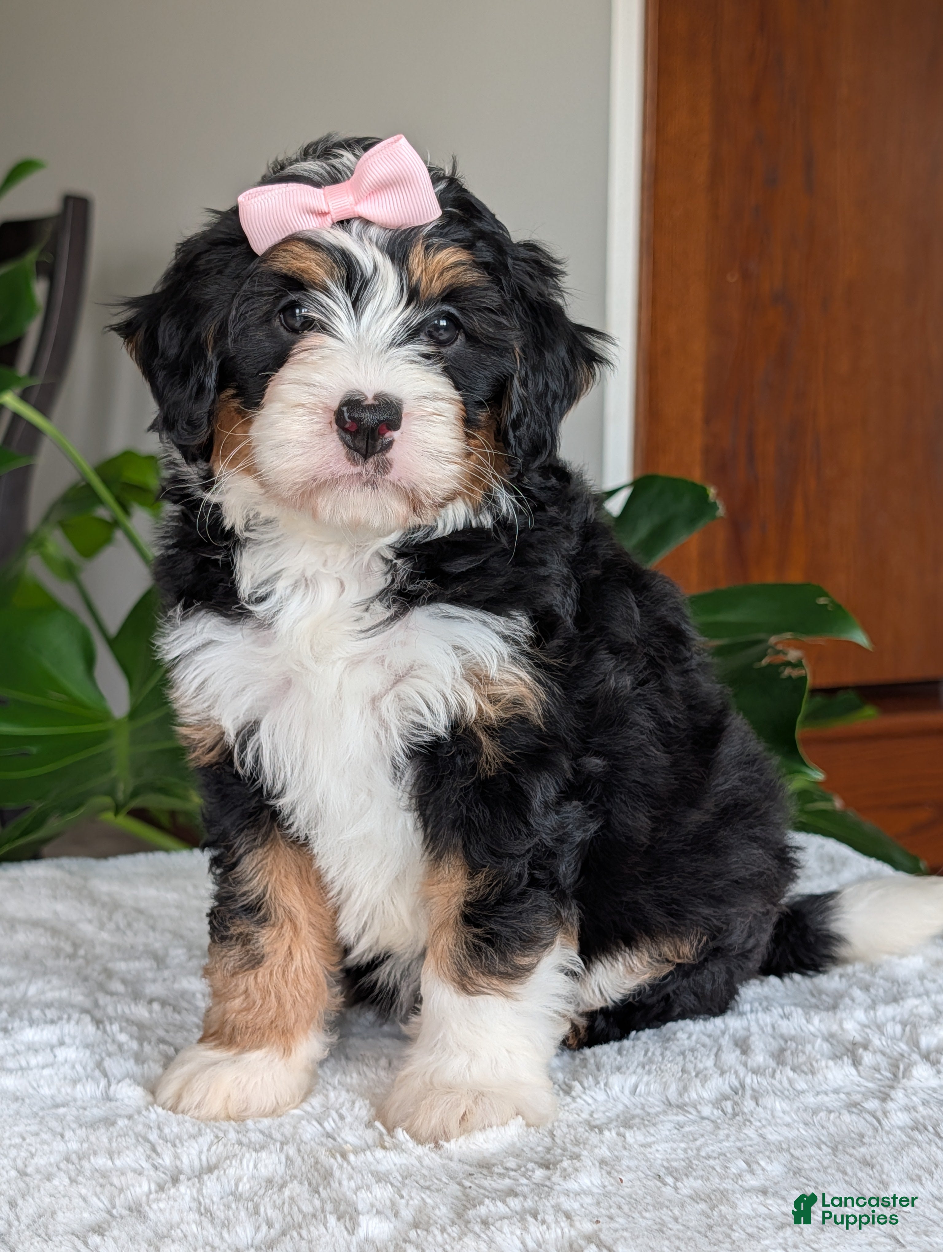 Mini Bernedoodle dogs Mini Bobbin  - Ad 1