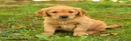 Golden Retriever dogs for sale: Dustin - Ad 4