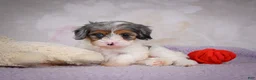 Cavapoo dogs for sale: Coco - Ad 11