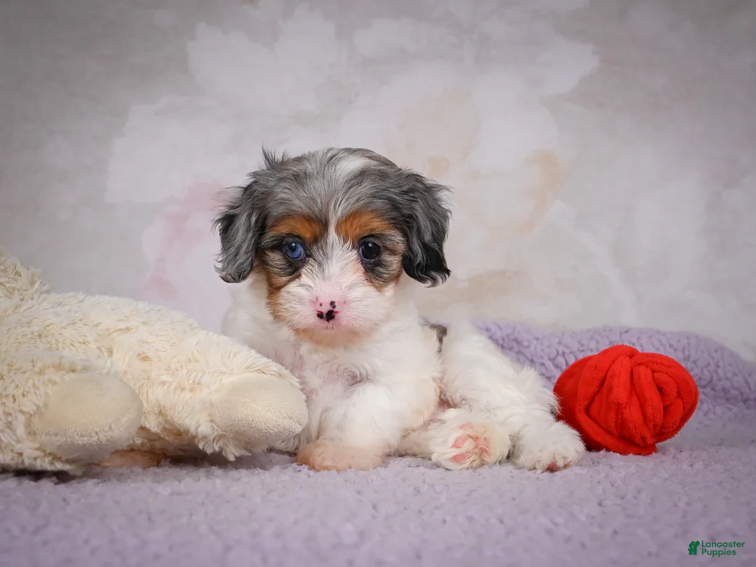 Cavapoo dogs for sale: Coco - Ad 11