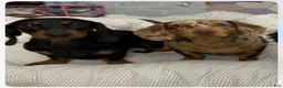 Miniature Dachshund dogs for sale: Miniature Dachshund 1 - Ad 2