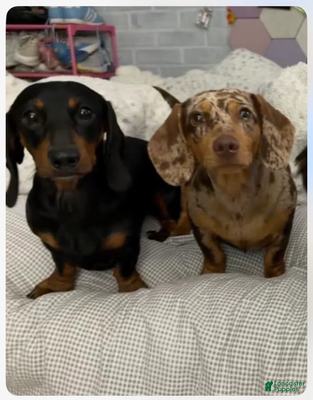 Miniature Dachshund dogs for sale: Miniature Dachshund 1 - Ad 2