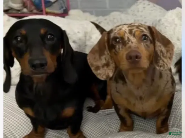 Miniature Dachshund dogs for sale: Miniature Dachshund 1 - Ad 2