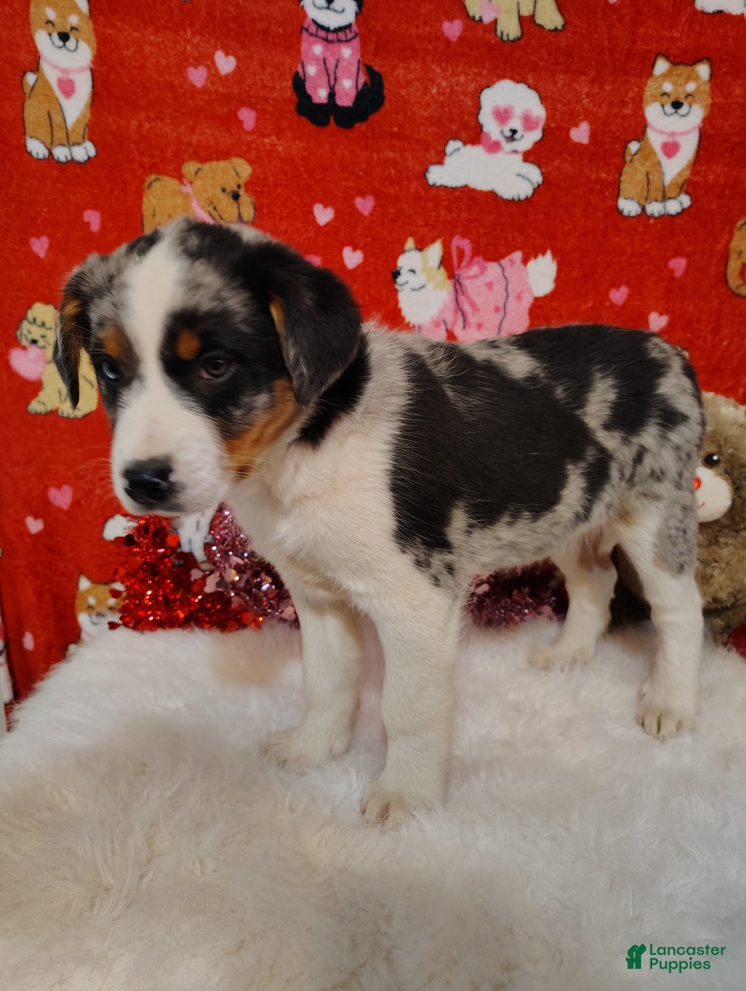 Mixed Breed dogs for sale: Hank - Ad 4