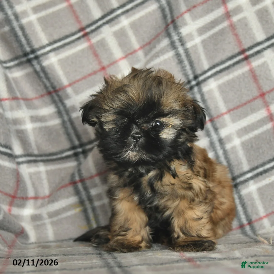 Shih Tzu dogs for sale: Whisper - Ad 3