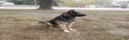 German Shepherd dogs for sale: German Shepherd Puppy 1 - Ad 5