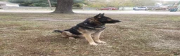 German Shepherd dogs for sale: German Shepherd Puppy 1 - Ad 5