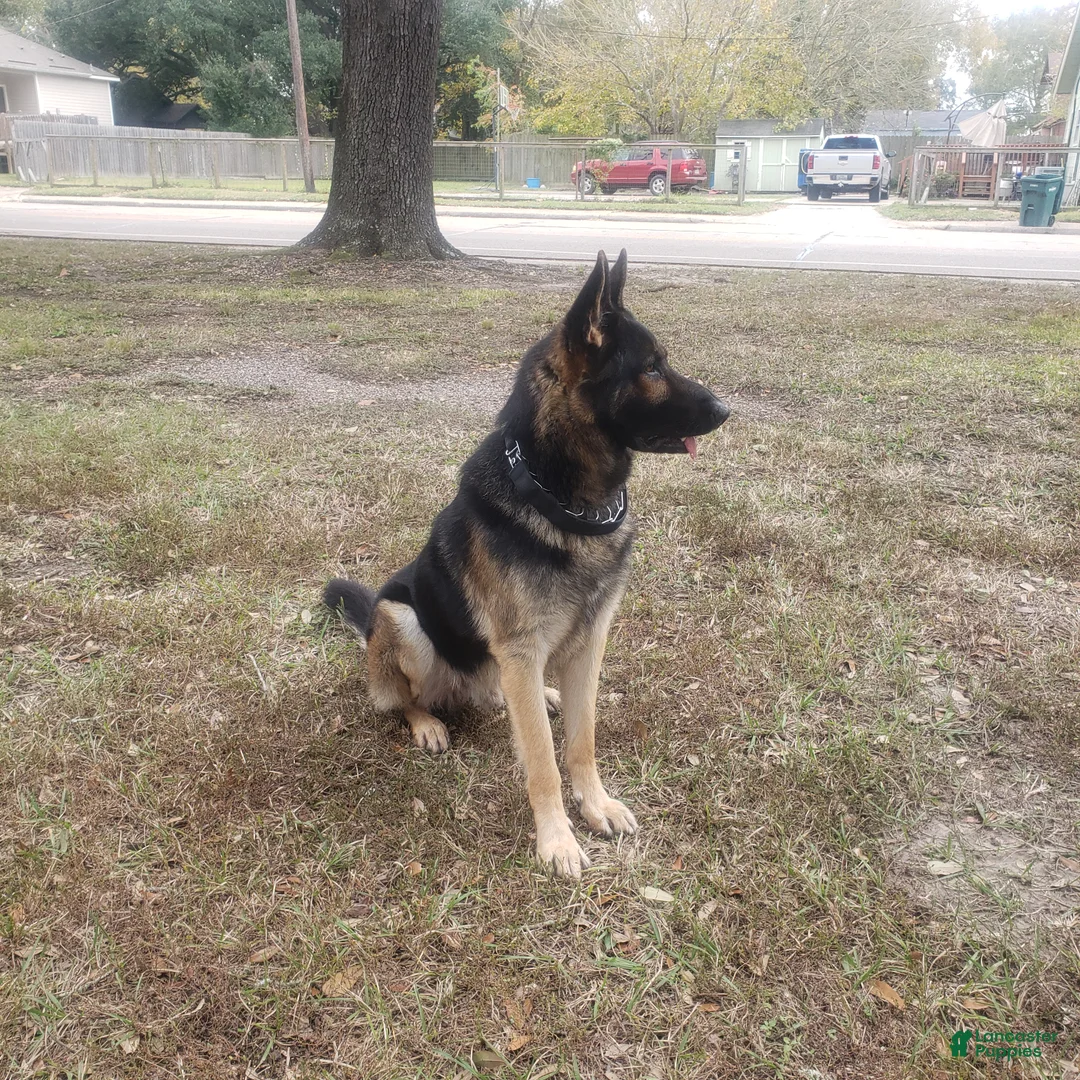 German Shepherd dogs for sale: German Shepherd Puppy 1 - Ad 5