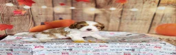 Cavapoo dogs for sale: Leo - Ad 4