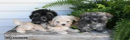 Morkie dogs for sale: Archie - Ad 5