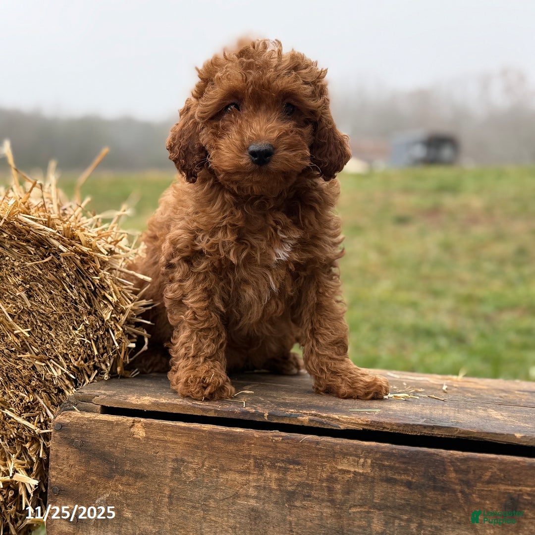 Irish Doodle dogs for sale: Fynn - Ad 1
