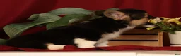 Welsh Corgi Pembroke dogs for sale: Jodi - Ad 8