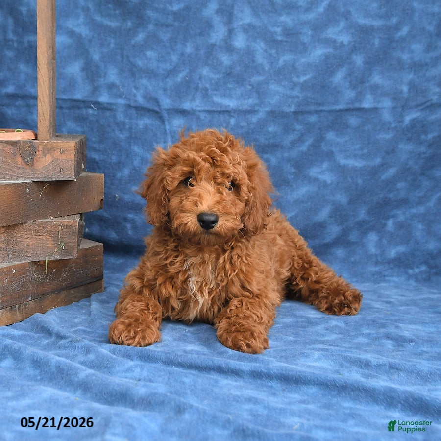 Mini Goldendoodle dogs for sale: Clifford - Ad 5