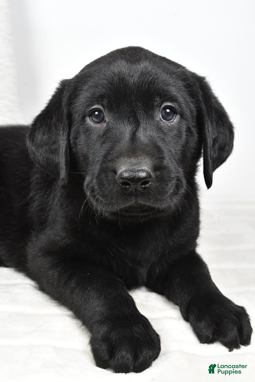 Labrador Retriever dogs for sale: Cooper - Ad 11