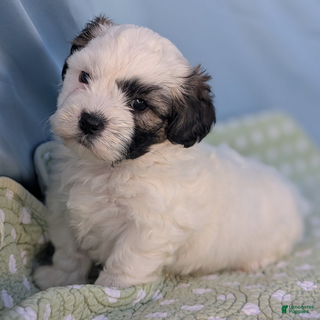 Teddy Bear dogs for sale: Snowflake - Ad 6