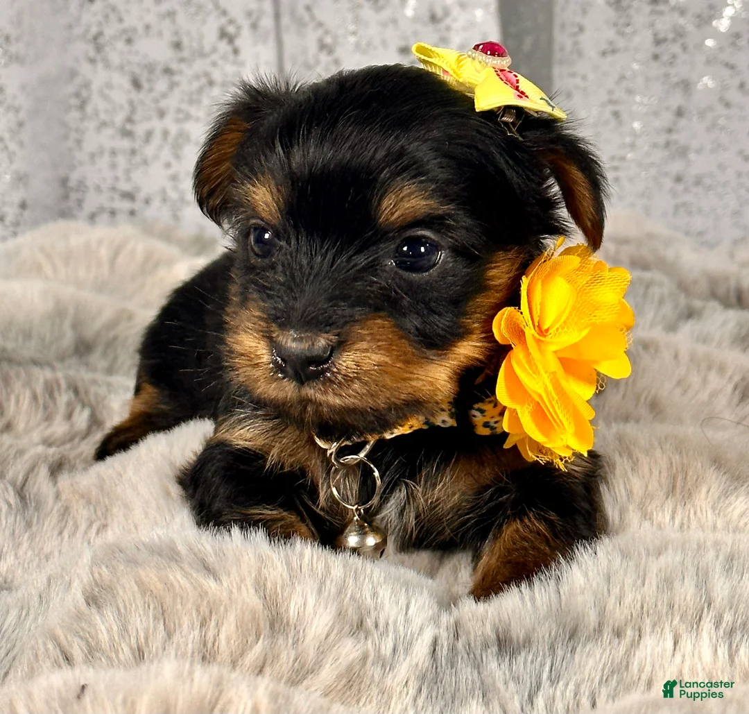 Yorkshire Terrier dogs for sale: Mochi -female Yorkie  - Ad 2