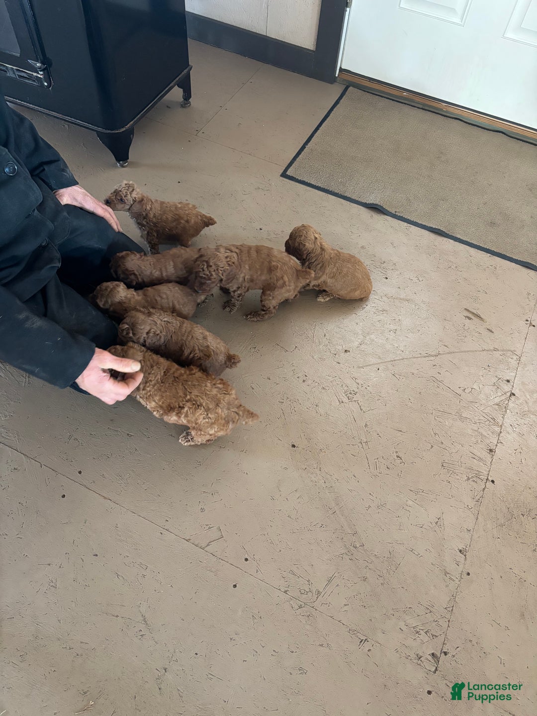 Miniature Poodle dogs for sale: Elmo - Ad 1