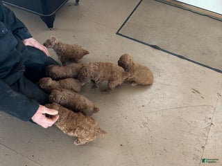 Miniature Poodle dogs Elmo - Ad 39