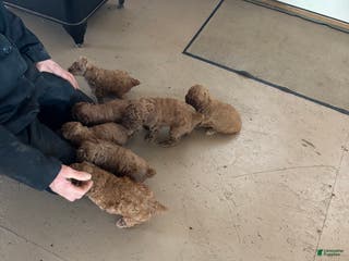 Miniature Poodle dogs Elmo - Ad 40