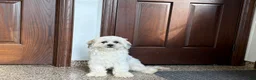 Lhasa Apso dogs for sale: Corey  - Ad 3