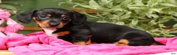 Miniature Dachshund dogs for sale: Sara - Ad 6