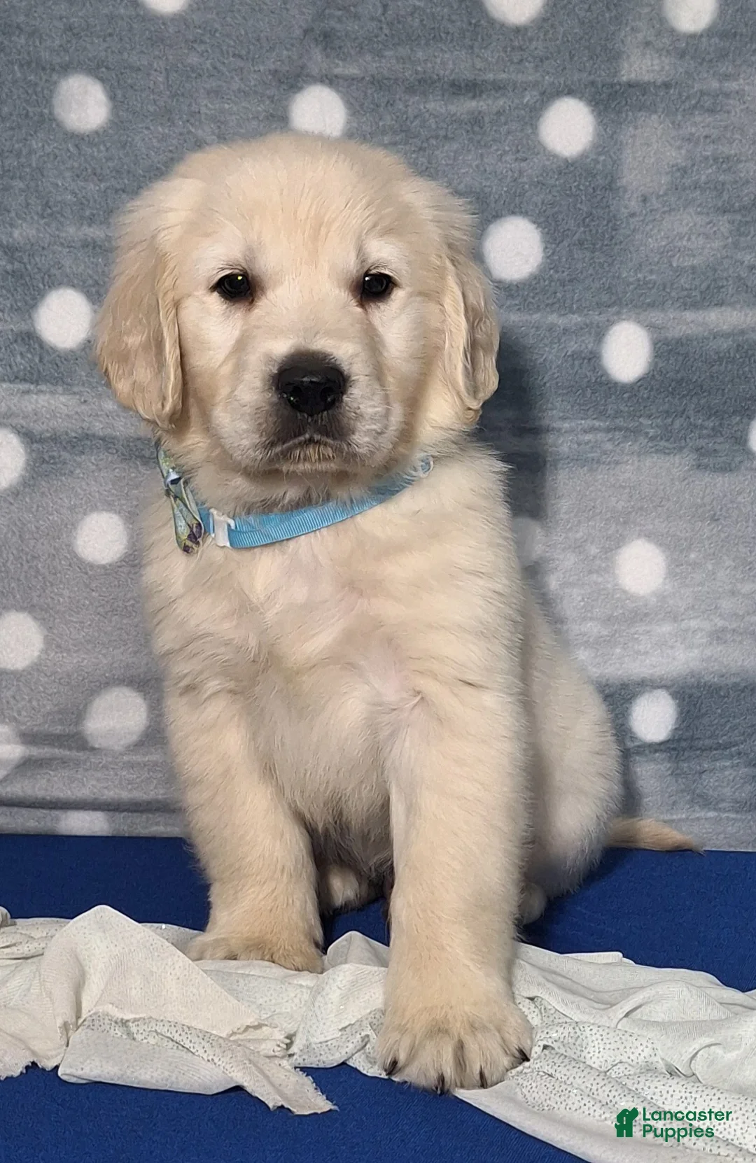 Golden Retriever dogs for sale: Jordan - Ad 2
